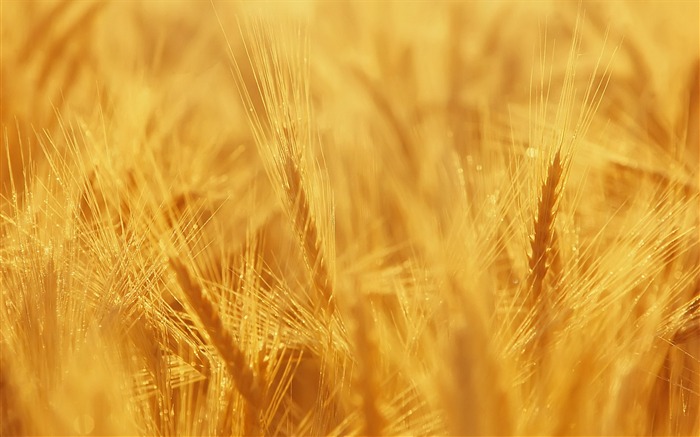 Fond d'écran du blé (3) #8