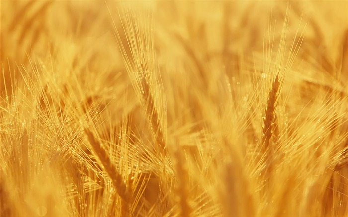 Wheat wallpaper (3) #8