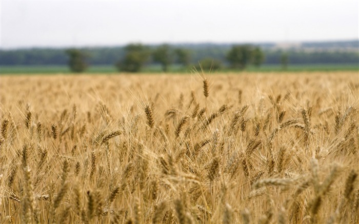 Wheat wallpaper (3) #13