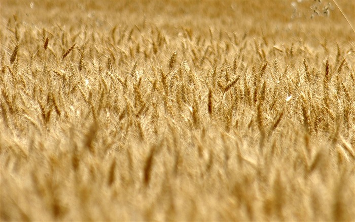 Fond d'écran du blé (3) #18