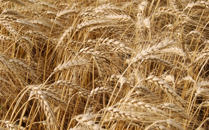 Fond d'écran du blé (4) #2
