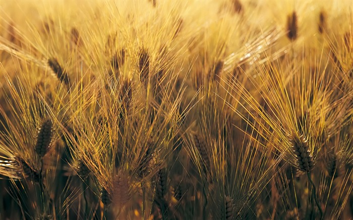 Wheat wallpaper (4) #7