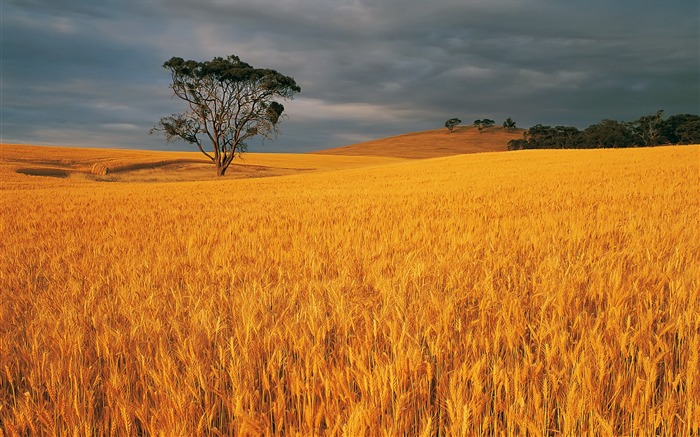 Wheat wallpaper (4) #12