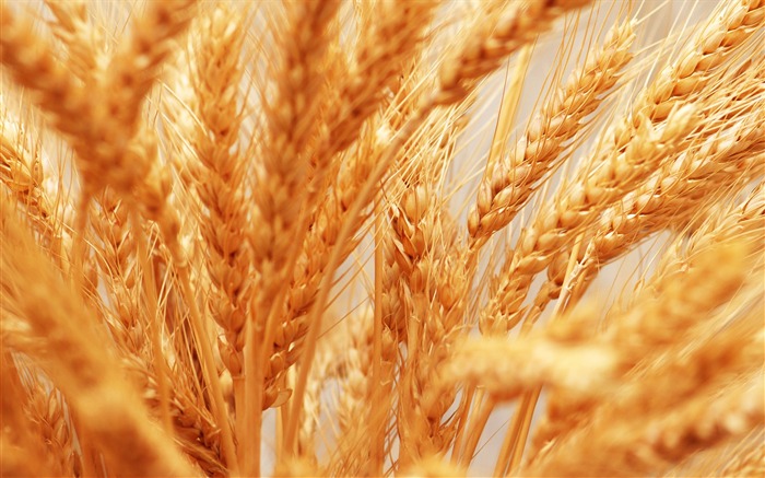 Fond d'écran du blé (4) #13