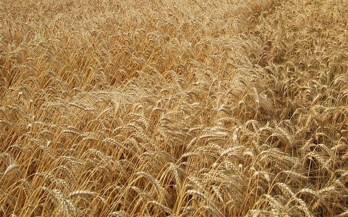 Fond d'écran du blé (4) #15