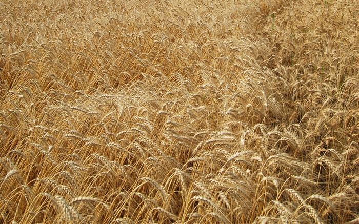 Wheat wallpaper (4) #15