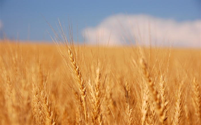 Wheat wallpaper (4) #18