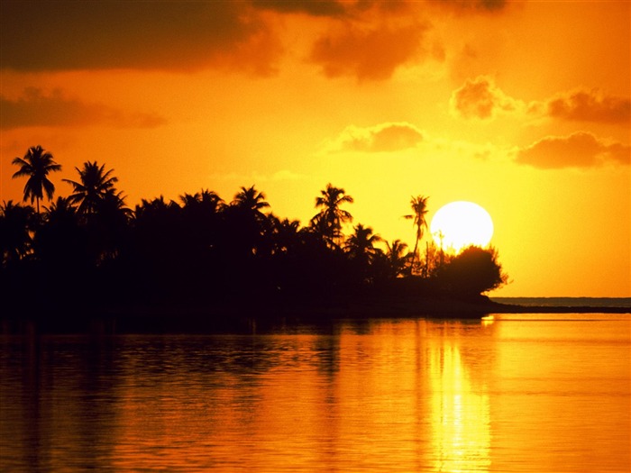 Fond d'écran Palm arbre coucher de soleil (2) #1