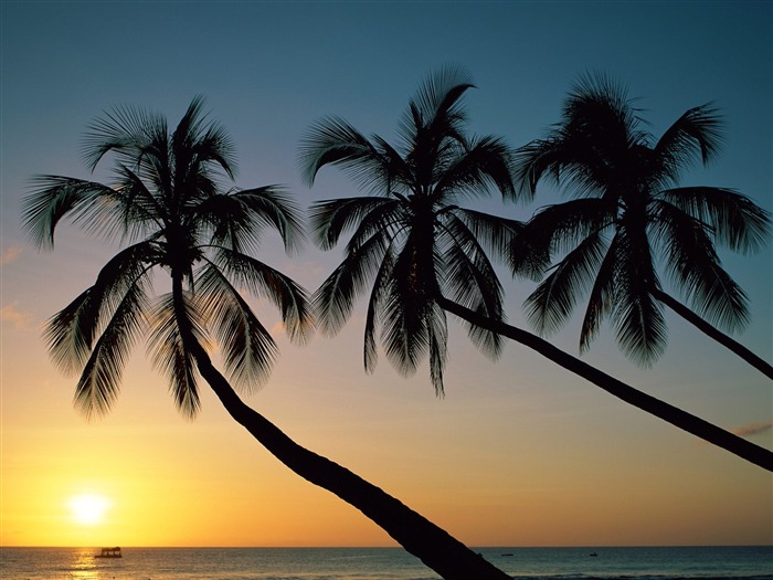 Palmera fondos de escritorio de la puesta del sol (2) #2