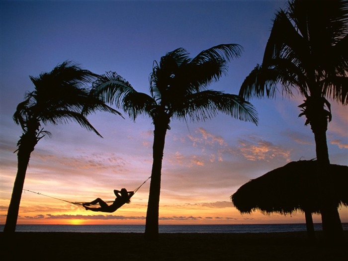 Fond d'écran Palm arbre coucher de soleil (2) #6