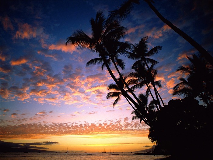 Fond d'écran Palm arbre coucher de soleil (2) #9