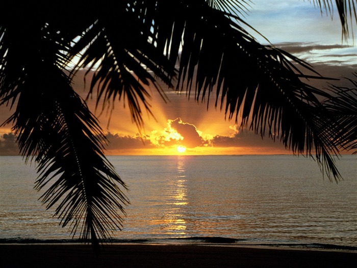 Fond d'écran Palm arbre coucher de soleil (2) #14