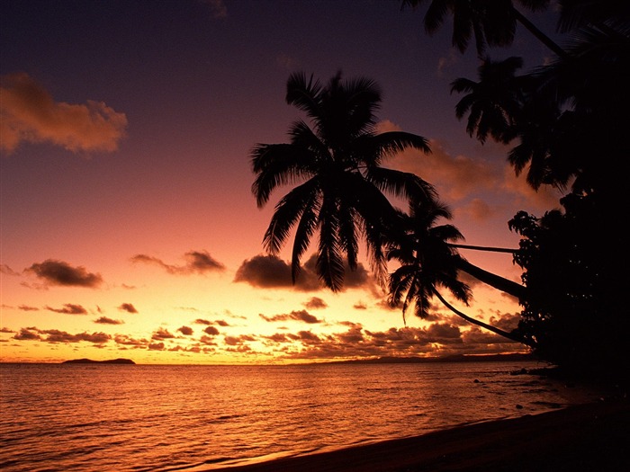 Fond d'écran Palm arbre coucher de soleil (2) #17
