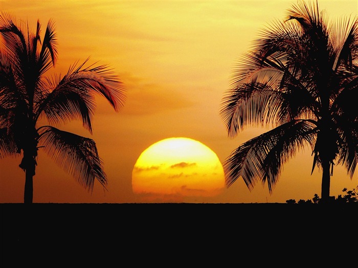 Fond d'écran Palm arbre coucher de soleil (2) #18