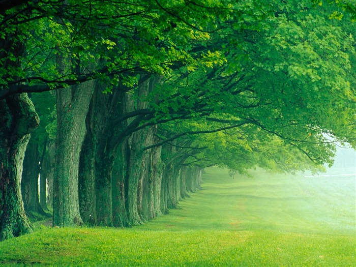 Planter des arbres fonds d'écran (1) #2