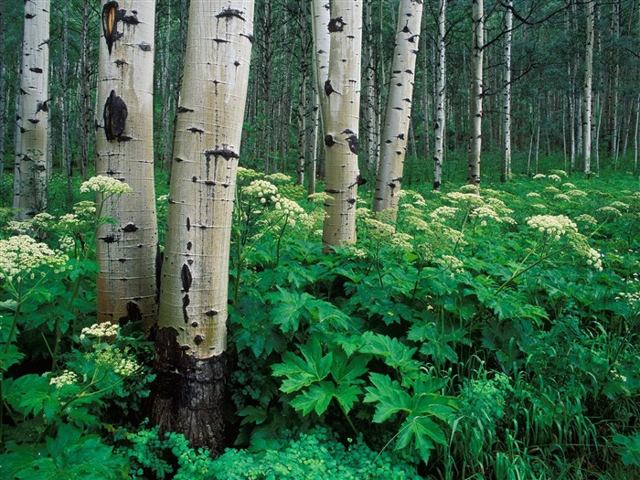 Planter des arbres fonds d'écran (2) #7