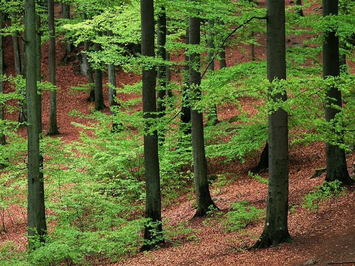 Planter des arbres fonds d'écran (2) #11