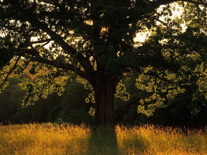 Planter des arbres fonds d'écran (2) #14