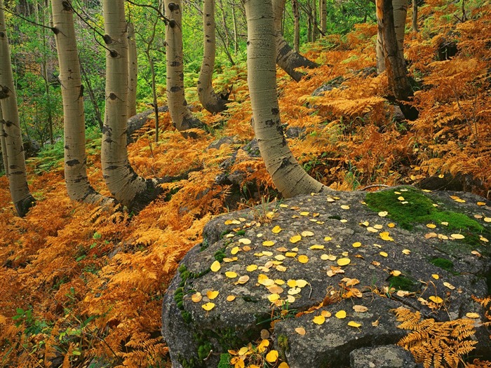 Planter des arbres fonds d'écran (3) #7