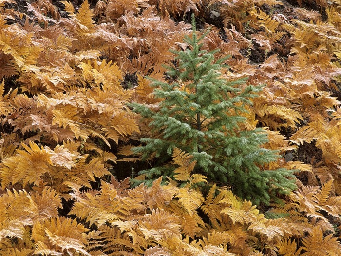 Planter des arbres fonds d'écran (3) #13