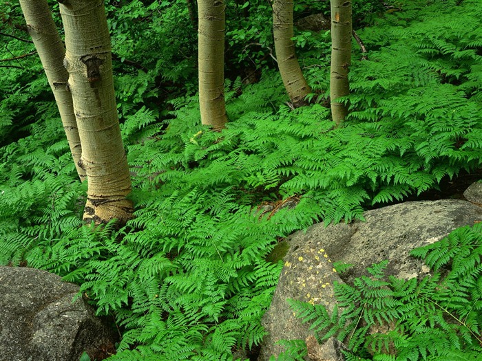 Planter des arbres fonds d'écran (3) #19