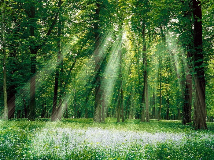 Planter des arbres fonds d'écran (3) #20