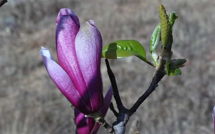 Flowers blooming (Old Hong OK works) #14