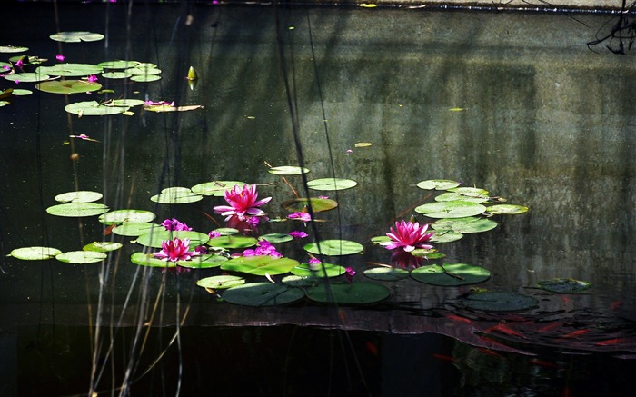 Flower close-up (Old œuvres Hong OK) #10