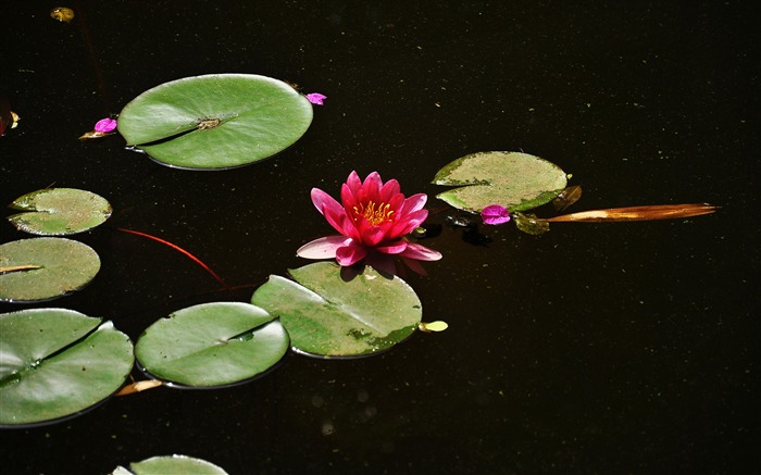 Flower close-up (Old œuvres Hong OK) #11