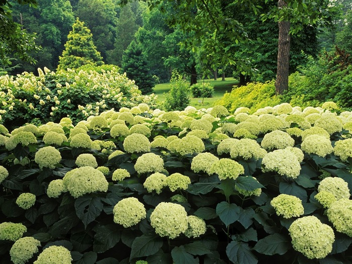 Planter des arbres fonds d'écran (4) #14