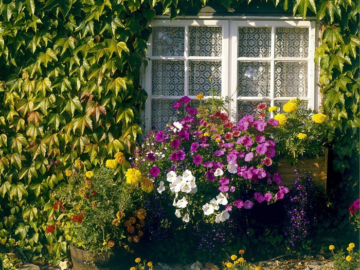 Planter des arbres fonds d'écran (4) #15