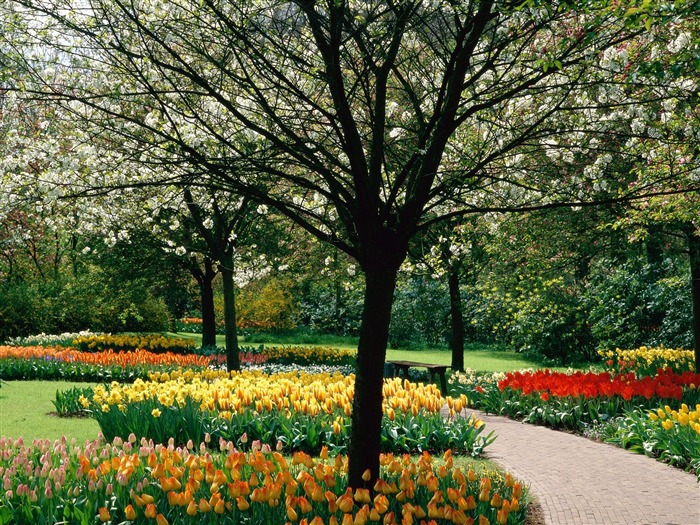 Planter des arbres fonds d'écran (5) #2