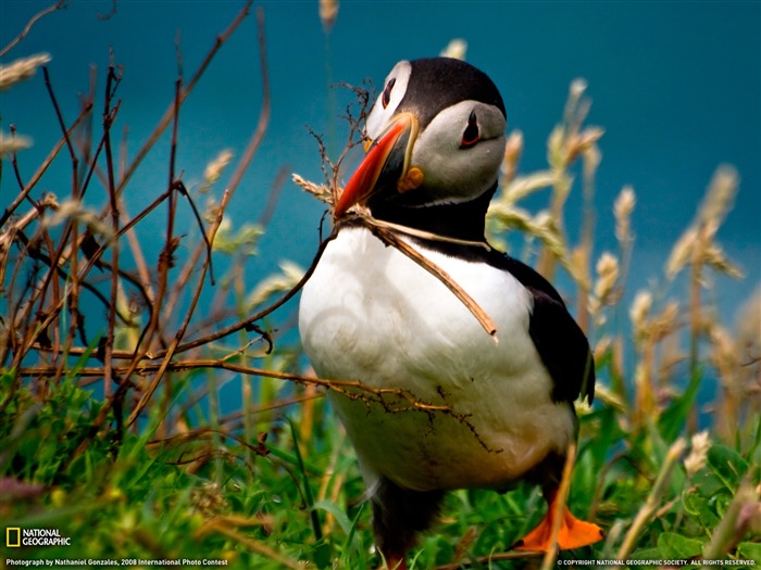 National Geographic album papier peint des animaux (1) #1