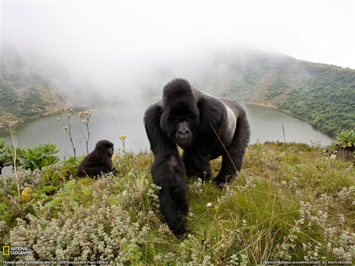 National Geographic album papier peint des animaux (1) #2