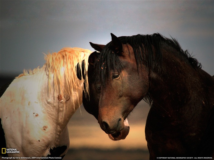 National Geographic zvířecí tapety album (1) #3