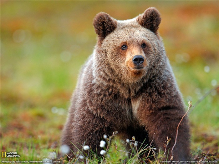 National Geographic album papier peint des animaux (1) #4