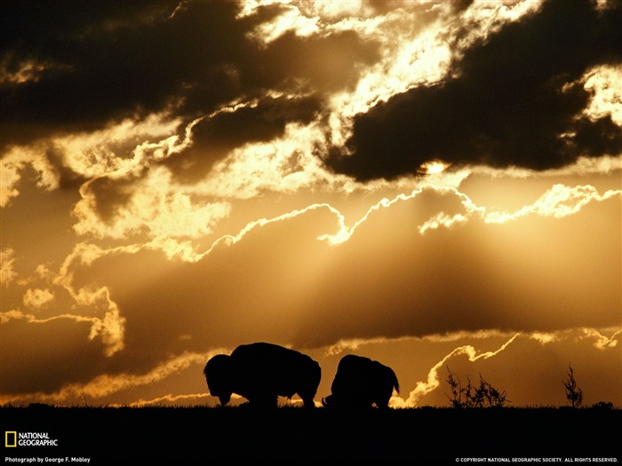 National Geographic zvířecí tapety album (1) #7