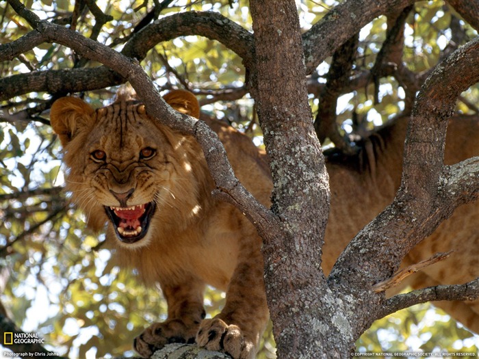 National Geographic album papier peint des animaux (1) #10