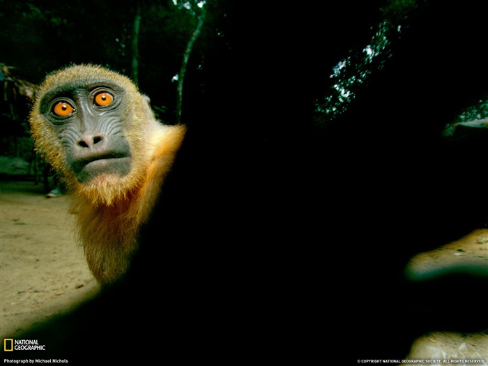 National Geographic album papier peint des animaux (1) #11