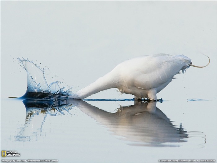 National Geographic zvířecí tapety album (1) #17