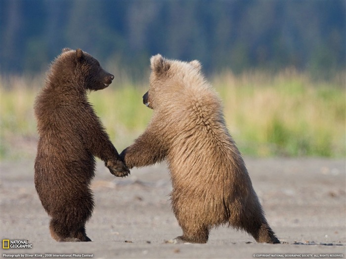 National Geographic album papier peint des animaux (1) #18