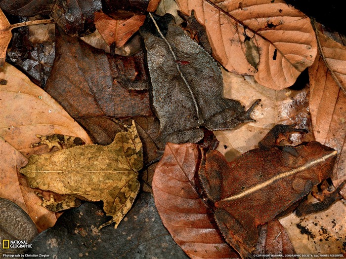 National Geographic album papier peint des animaux (2) #3