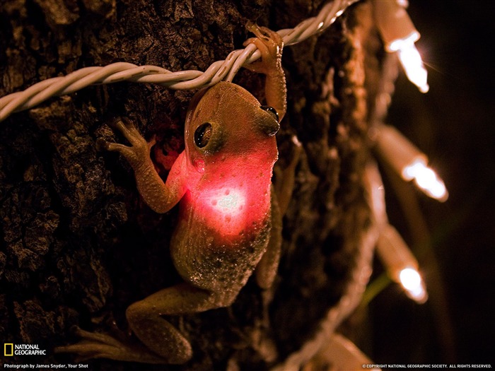 National Geographic album papier peint des animaux (2) #5