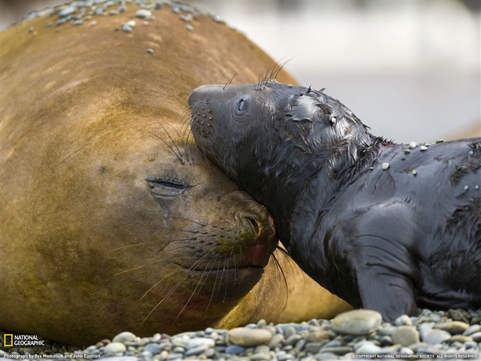 National Geographic album papier peint des animaux (2) #9