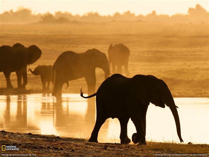 National Geographic zvířecí tapety album (2) #10