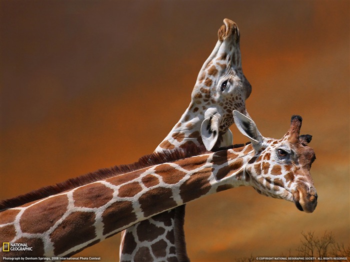 National Geographic animal wallpaper album (2) #11