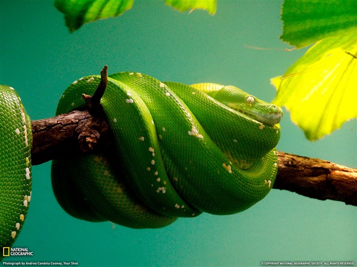 National Geographic animal wallpaper album (2) #12