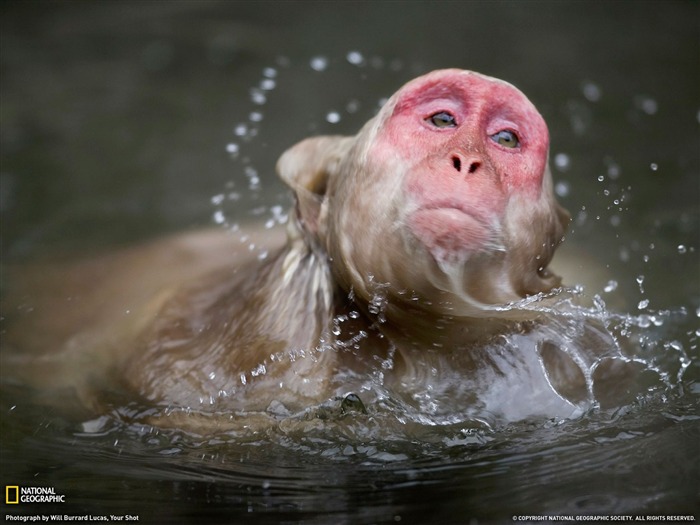 National Geographic album papier peint des animaux (2) #13