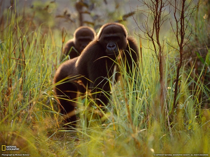 National Geographic album papier peint des animaux (2) #17