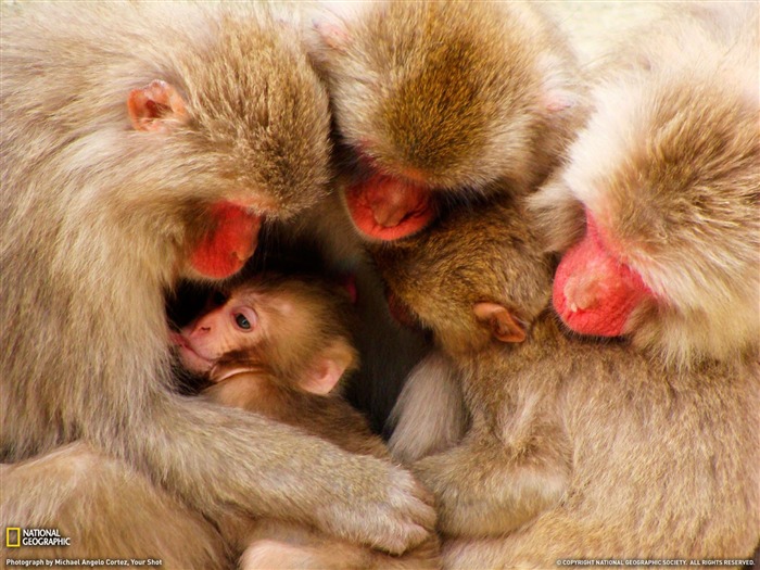 National Geographic album papier peint des animaux (2) #18